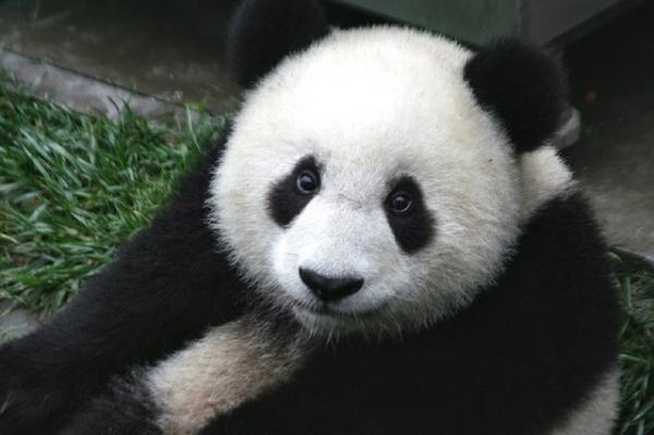 10 uteliaisuutta pandakarhu - 4. Yksinäiset eläimet 