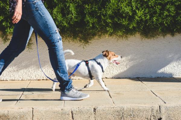 Seuraukset siitä, että koiraa ei viedä kävelylle - Onko tarpeen viedä koira kävelylle?