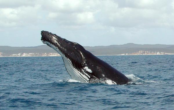 Argentiinan Patagonian eläimistö - Eteläinen oikea valas
