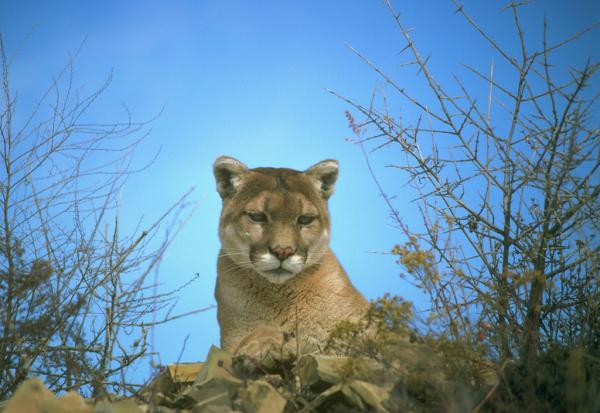 Argentiinan Patagonian eläimistö - Puma