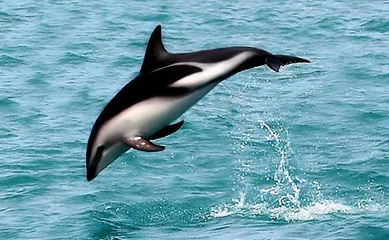 Argentiinan Patagonian eläimistö - delfiinejä 