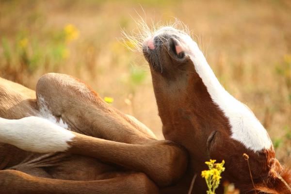 Miten hevoset nukkuvat?  - Nukkuvatko hevoset seisomassa vai makuulla?