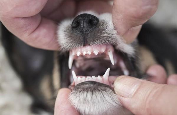 Milloin koirat saavat hampaat?  - Kuinka tietää koiran ikä hampaiden perusteella?