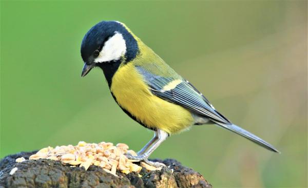 Lintujen lisääntyminen - Ominaisuudet ja esimerkit - Lintujen parittelun terveys