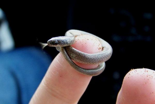Maailman 10 pienintä eläintä - Pienin käärme maailmassa