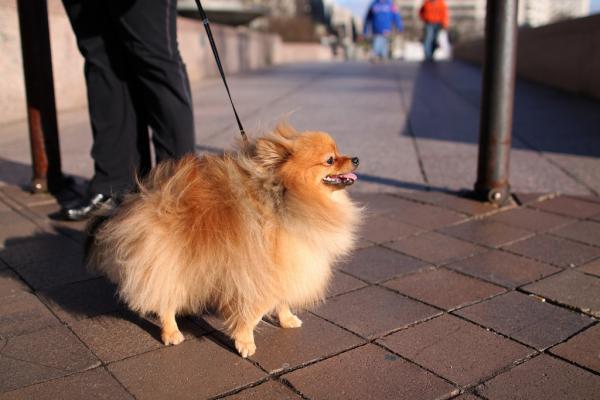 Pomeranian trimmaus - kävelyä, liikuntaa ja hauskaa