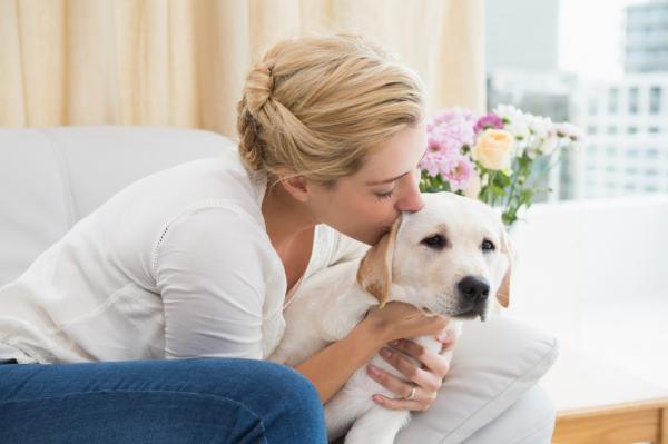 Koiran silittämisen edut - Vähentää stressiä ja ahdistusta