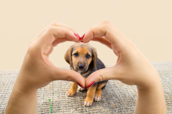 Koiran silittämisen edut - ehkäisee sydänongelmia 