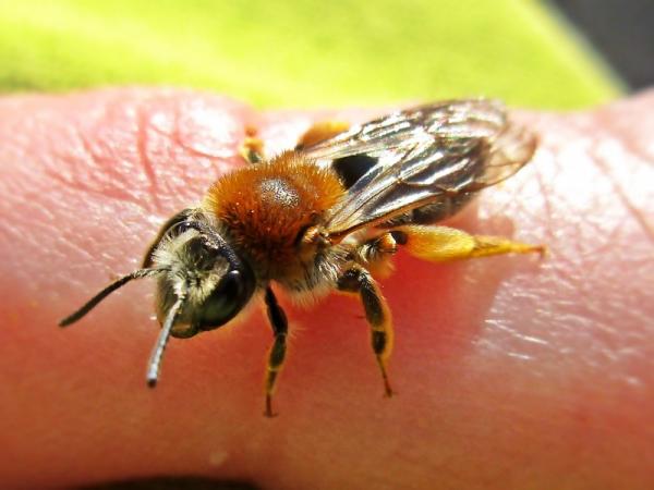 Mehiläistyypit - Andrenidae -perheen mehiläistyypit