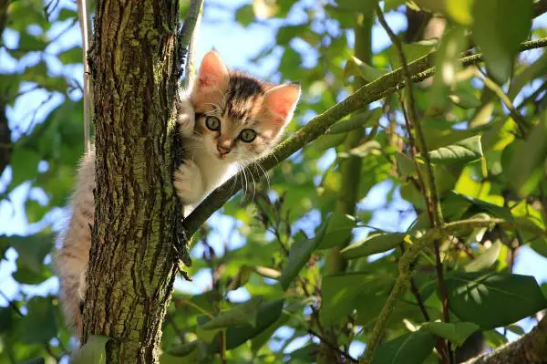 Miksi kissat peittävät ruokansa?  - Kissan vaisto