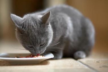 Tutustu 91+ imagen kissa peittää ruokansa