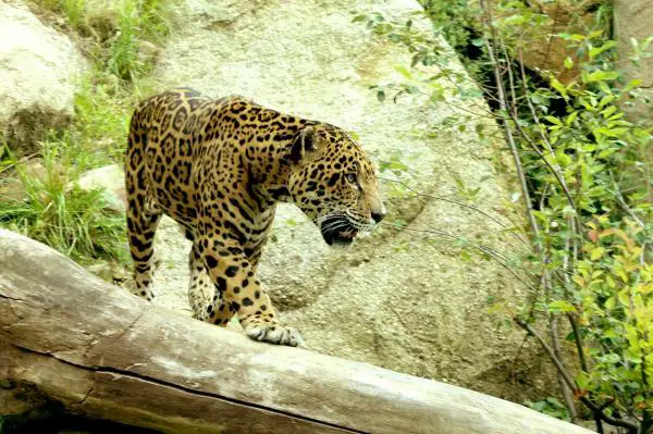 Perun viidakon eläimistö - El Jaguar