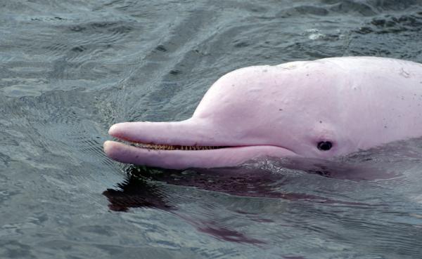 Perun viidakon eläimistö - Vaaleanpunainen delfiini