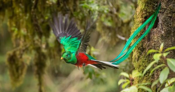 Perun viidakon eläimistö - Quetzal