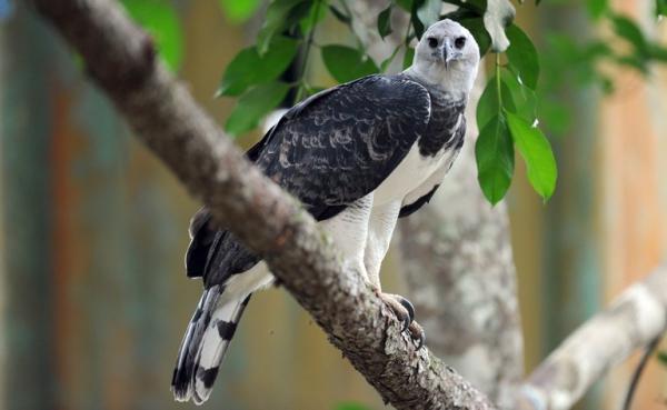 Perun viidakon eläimistö - Harpy Eagle