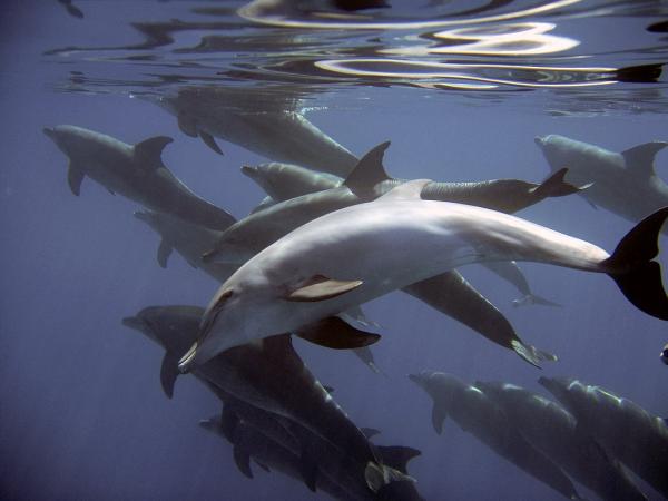 10 uteliaisuutta delfiineistä - 8. Ovatko delfiinit biseksuaaleja?