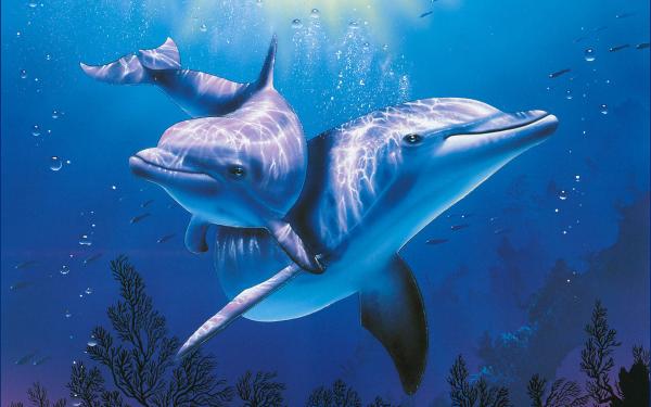 10 uteliaisuutta delfiineistä - 3. Delfiinien viestintä