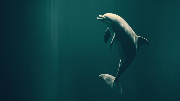 10 uteliaisuutta delfiineistä - 5. Onko totta, että delfiinit nukkuvat silmät auki?