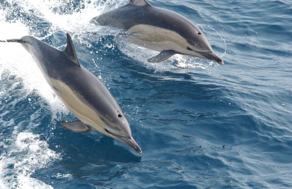 10 uteliaisuutta delfiineistä - 1. Kuinka monta delfiinityyppiä maailmassa on?