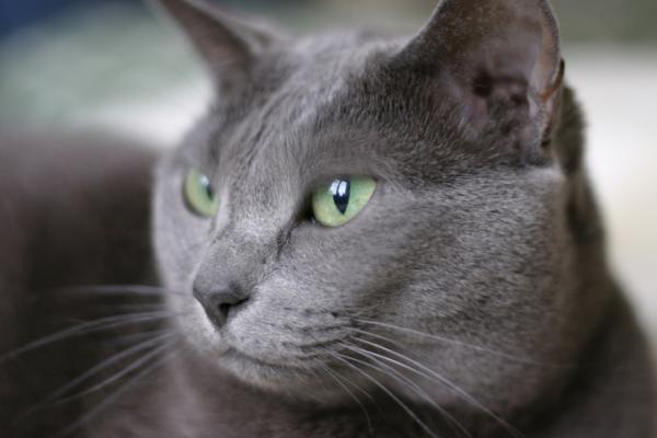 Maailman 10 suosituinta kissarotua - 3. Venäläinen sininen kissa: puhdasta eleganssia