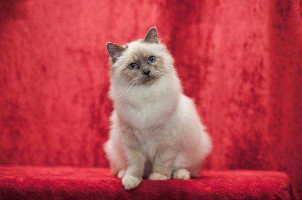 Maailman 10 suosituinta kissarotua - 10. Burmalainen tai burmalainen: erittäin seurallinen kissa