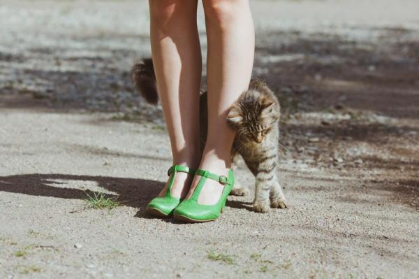 10 outoa asiaa, joita kissat tekevät - 1. He hierovat päätään kanssasi