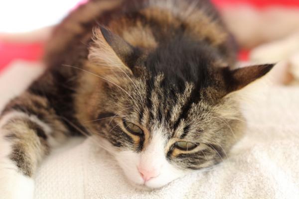 Kuinka kauan kissa elää kissan leukemiassa?  - totuuksia ja myyttejä kissan leukemiasta