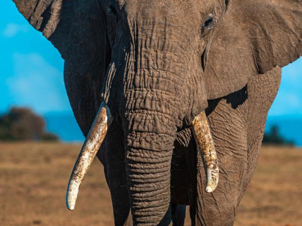 Onko kaikilla norsuilla syöksyhampaita?  - Norsun syöksyhampaiden ominaisuudet