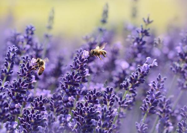 Mehiläisten merkitys - Lisää mehiläisistä