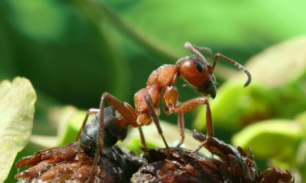 Muurahaisten tyypit - Ominaisuudet ja valokuvat - 9. Punainen puun muurahainen