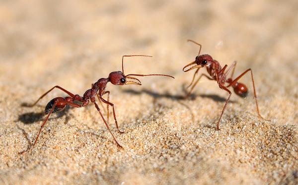 Muurahaisten tyypit - Ominaisuudet ja valokuvat - 2. Bulldog ant