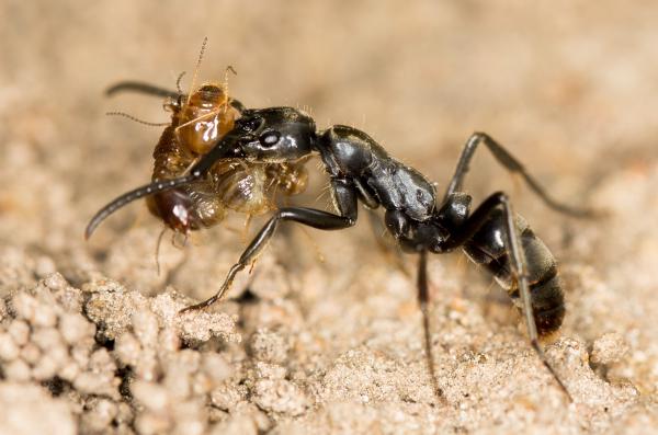 Muurahaistyypit - Ominaisuudet ja valokuvat - 4. Afrikkalainen muurahainen