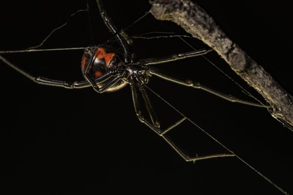 Maailman 10 myrkyllisintä eläintä - 8. Musta leski -hämähäkki