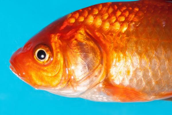 Miksi makean veden kalat kuolevat suolavedessä?  - Kalan hengitys