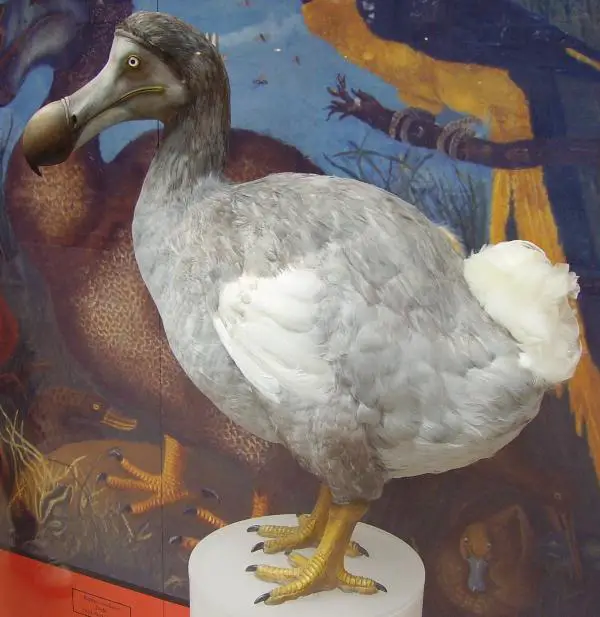 Miksi dodo kuoli sukupuuttoon?  - Ominaisuudet
