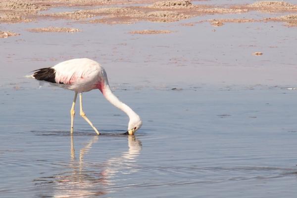 Argentiinan 10 uhanalaisinta eläintä - 1. Andien flamingo