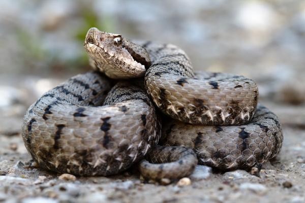 5 myrkyllisten käärmeiden lajia Espanjassa - 1. Vipera aspis - Pelätty Pyreneiden kyy 