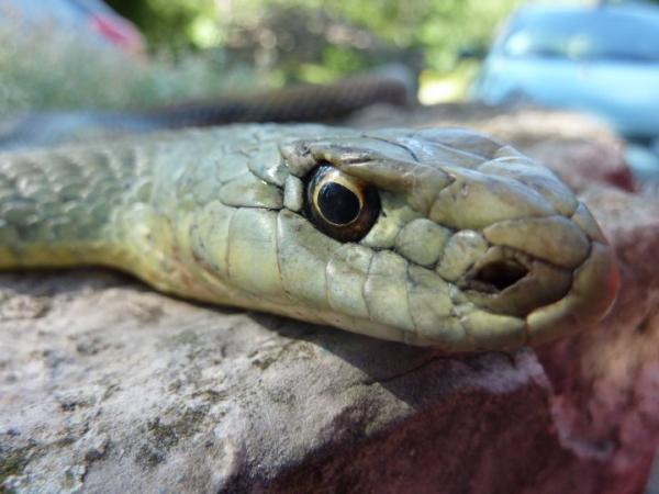 5 myrkyllistä käärmelajia Espanjassa - 4. Malpolon monspessulanus - La Culebra bastarda
