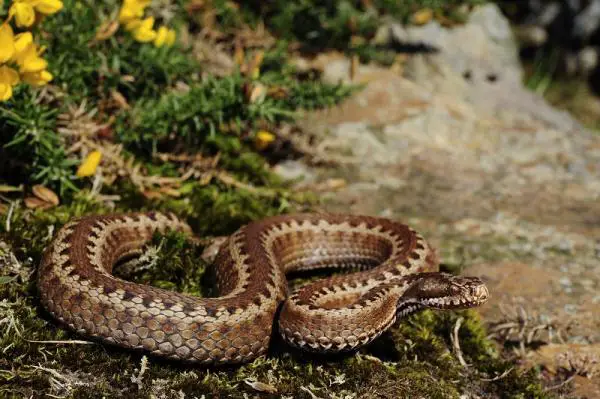 5 myrkyllisten käärmeiden lajia Espanjassa - 2. Vipera seoanei - Cantabrian Viper - Espanjan myrkylliset käärmeet