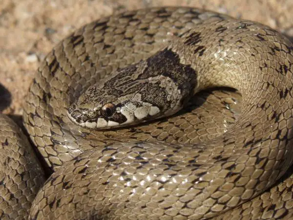 5 myrkyllistä käärmelajia Espanjassa - 5. Macroprotodon cucullatus - Cogulla -käärme