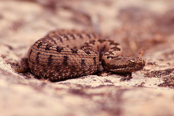 5 myrkyllistä käärmelajia Espanjassa - 3. Vipera latastei - Pyreneiden niemimaan kuono 