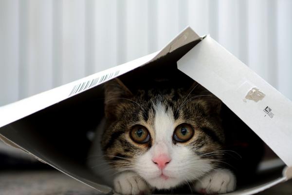 Miksi kissat pitävät laatikoista?  - 6 syytä, miksi kissat pitävät laatikoista: