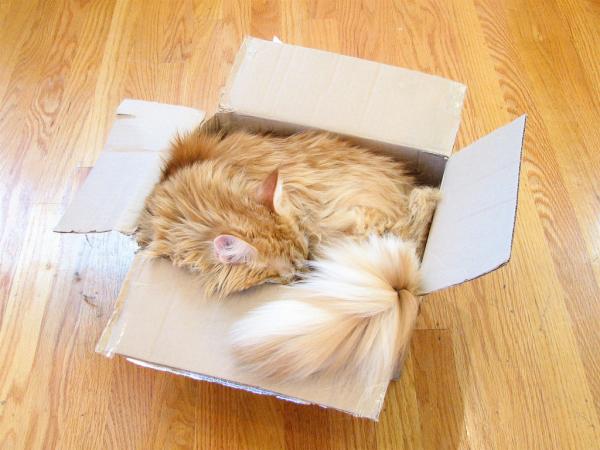 Miksi kissat pitävät laatikoista?  - Etkö pidä sängystäsi?