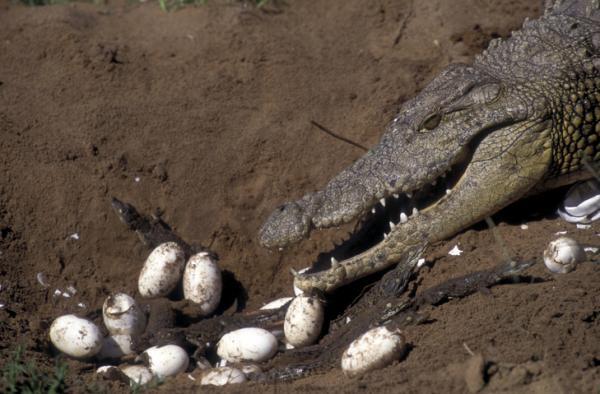 Kuinka krokotiilit lisääntyvät?  - Krokotiilien hoito