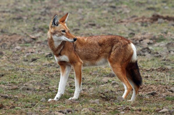 Ketunkaltaiset eläimet - etiopialainen susi (Canis simensis)