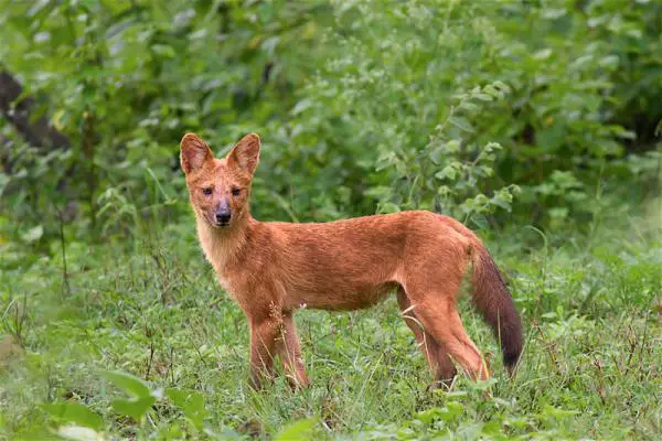 Ketunkaltaiset eläimet - Aasian villi koira (Cuon alpinus)