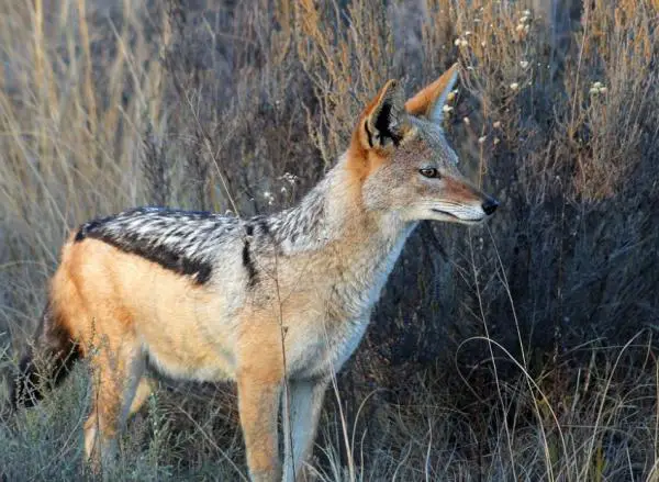 Ketunkaltaiset eläimet - Sakali (Canis aureus)
