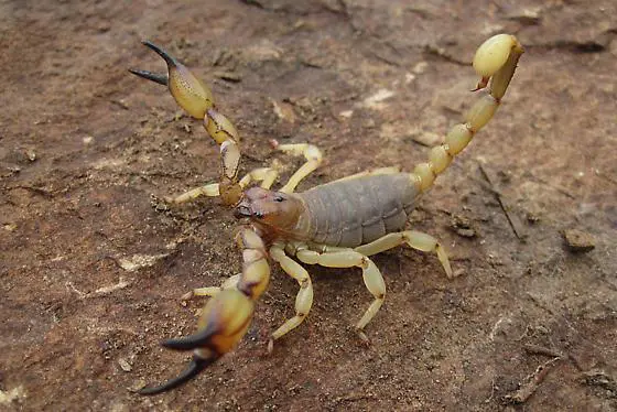 Skorpionityypit - Chactidae -perheen skorpionit