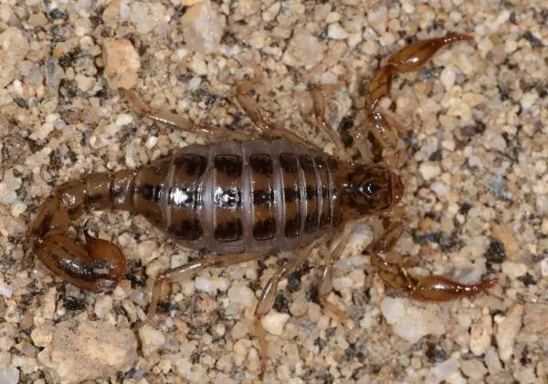 Skorpionityypit - Superstitioniidae -perheen skorpionit 