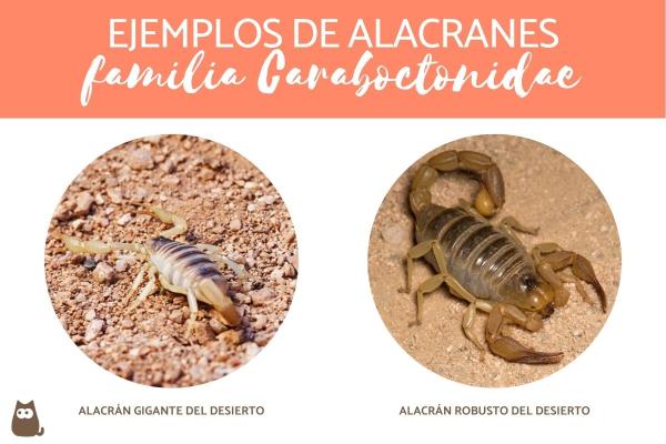 Skorpionityypit - Caraboctonidae -perheen skorpionit